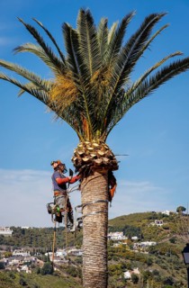 Worker pruning a palm tree in the white mountain village of Frigiliana