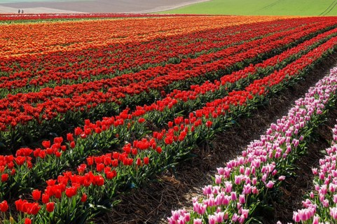 Tulips blooming in a tulip field