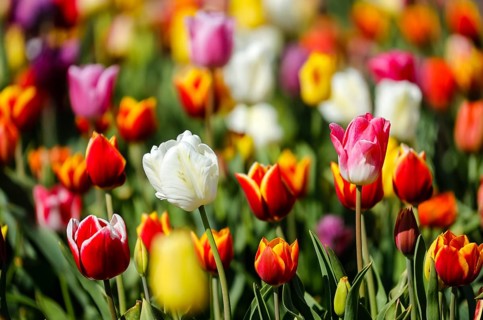 Tulips blooming in a tulip field