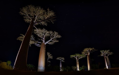 Illuminated Baobabs