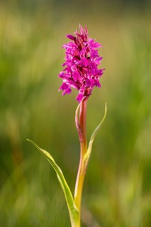 Western marsh orchid