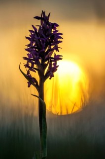 Western marsh orchid