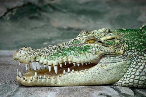 White Saltwater crocodile
