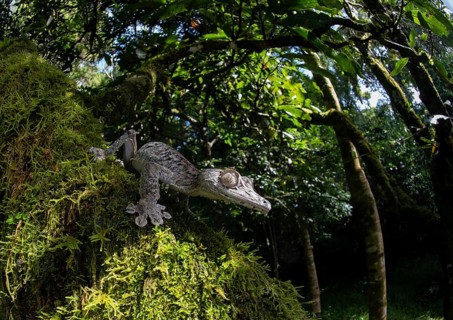 Leaf-tailed gecko