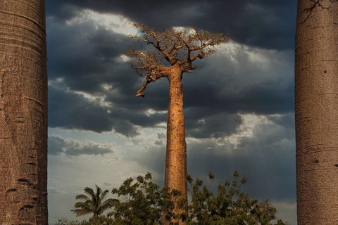 Baobab