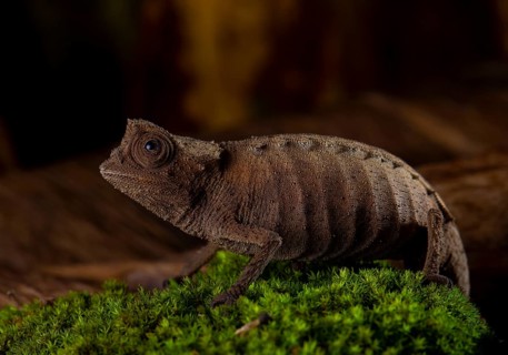 Earth chameleon