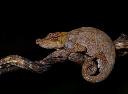 Chameleon