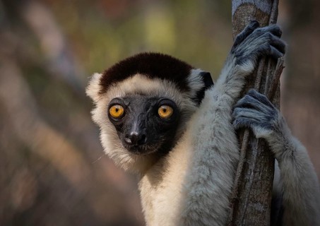 Verreaux's sifaka