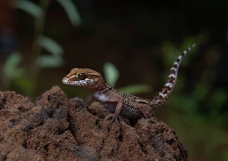 Large-headed gecko