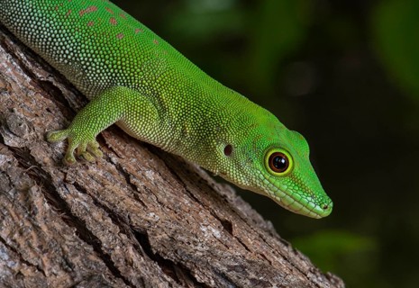 Madagascar Taggecko