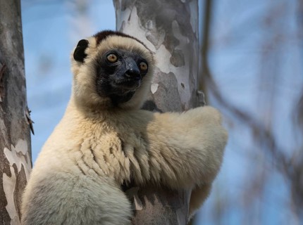 Verreaux's sifaka