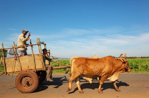 Ox cart