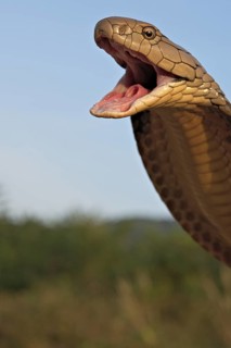 King Cobra