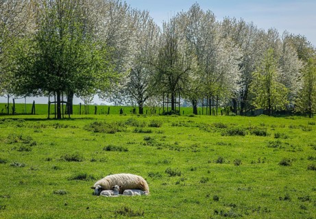 Sheep with lambs on the meadow