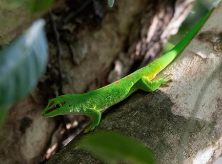 Large Madagascar day gecko