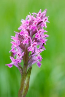 Western marsh orchid