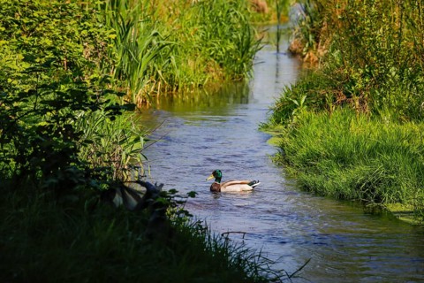 Renaturalised watercourse