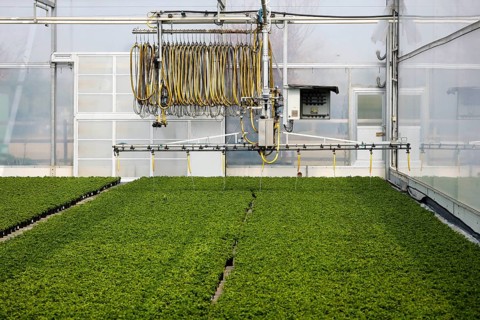 Automated irrigation of bedding and balcony flowers in greenhouse