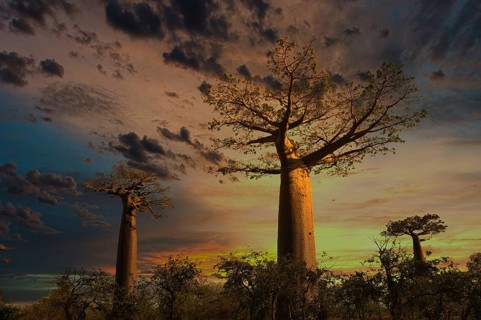 Baobab