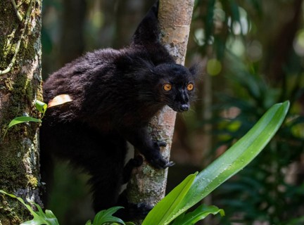 Black lemur