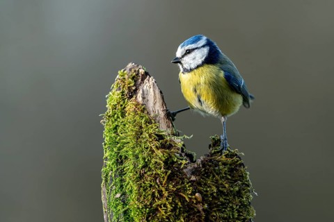 Blue tit