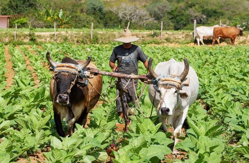 Common tobacco