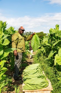 Cultivated tobacco