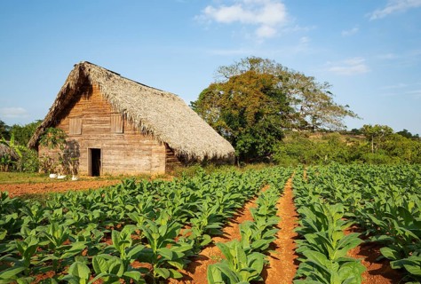 Cultivated tobacco