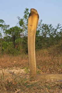 King Cobra