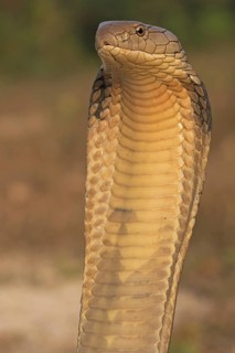 King Cobra