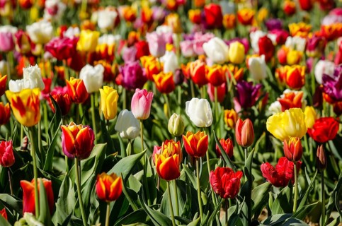 Tulips blooming in a tulip field