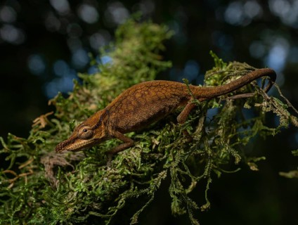 Chameleon