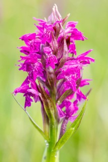 Western marsh orchid