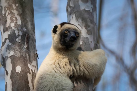 Verreaux's sifaka