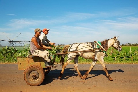 Horse cart at a cultivated field with irrigation system