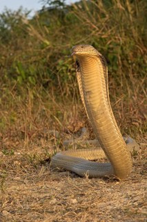 King Cobra