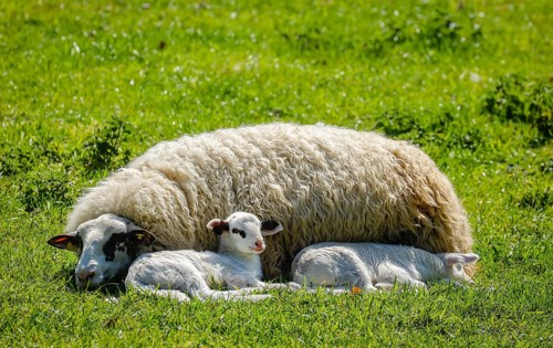 Sheep with lambs on the meadow