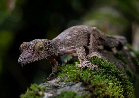 Leaf-tailed gecko