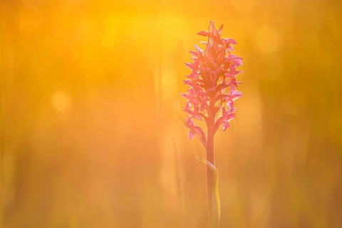 Western marsh orchid
