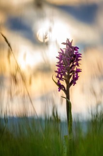 Western marsh orchid