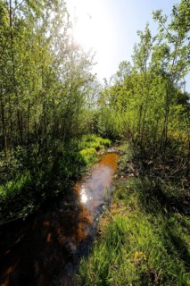 Renaturalised watercourse