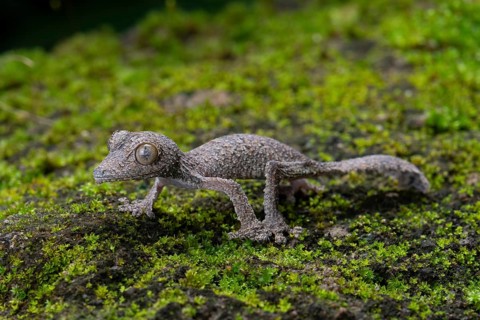 Leaf-tailed gecko
