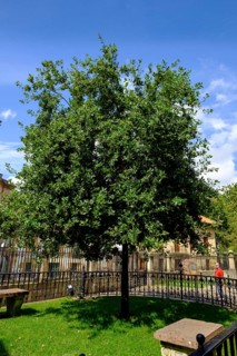 Oak of Guernica