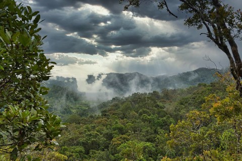 Rainforest during thunderstorms