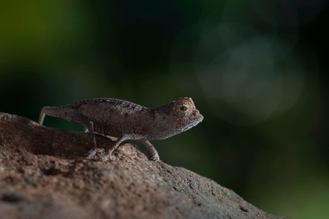 Earth chameleon