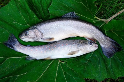 Freshly caught Chars