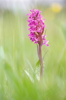 Western marsh orchid