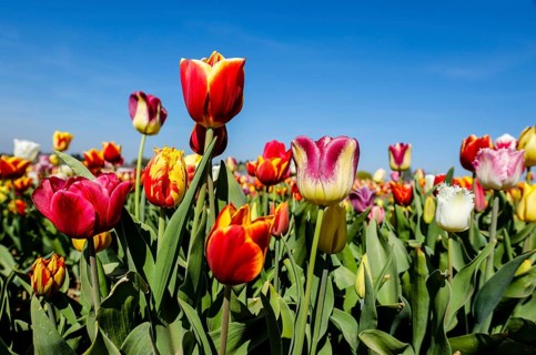Tulips blooming in a tulip field