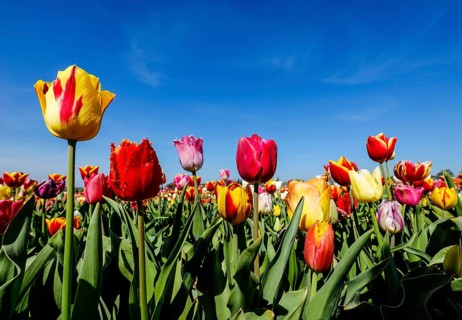Tulips blooming in a tulip field