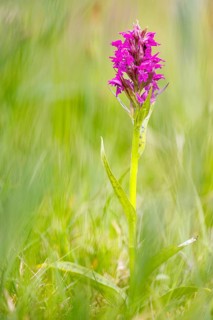 Western marsh orchid